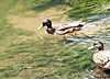 Mallard Ducks enjoying the Hogsmill river
