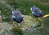 Among the many birds that can be spotted along the Hogsmill, Moorhen (Gallinula chloropus) are perhaps the most distinctive with their bright red and yellow beaks