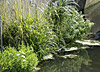 Floating reed beds line the Hogsmill