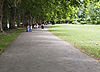Plain Trees of Canbury Park Gardens